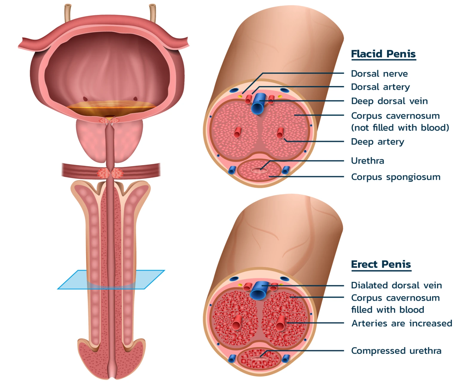 Anatomy of Penile Blood Vessels